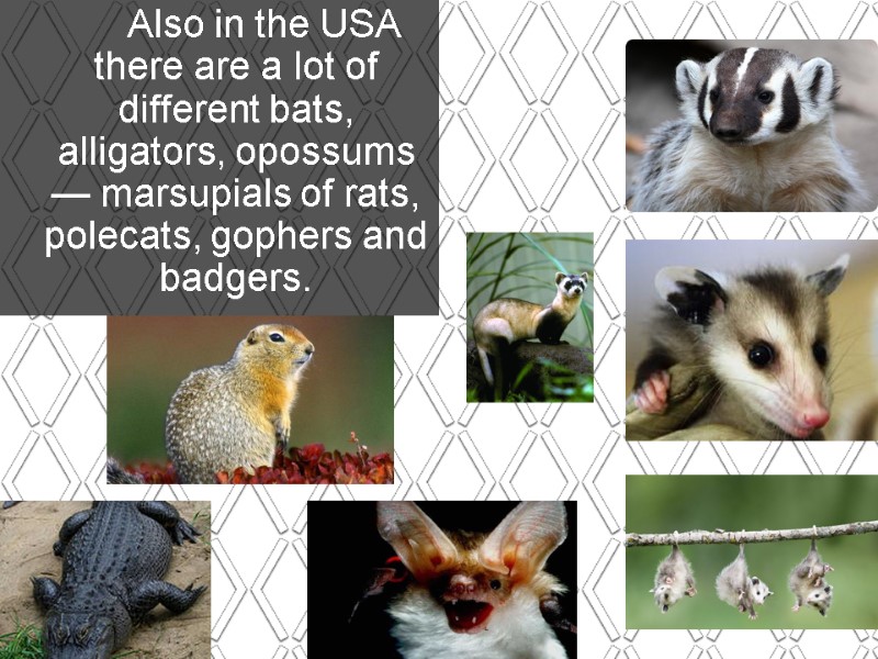 Also in the USA there are a lot of different bats, alligators, opossums —